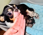 Apple head Chihuahua puppies AKC.