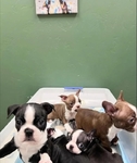 Boston Terrier puppies
