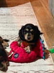 AKC Longhaired Dachshunds - Ready Now