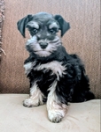 AKC Reg Minature Schnauzers