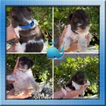 Akc miniature schnauzers