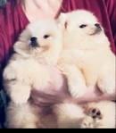 Pomeranian puppies