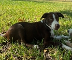 Border Collie x Catahoula Puppies