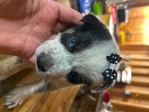 4 Beautiful Australian shepherd and blue heeler pups