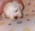 Shih-Tzu puppies