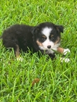 Registered Mini Toy Aussie Puppies
