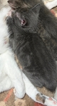 Beautiful kitten
