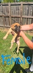 American Bully Boxer cross puppies for sale.