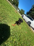 Male Rottweiler puppy