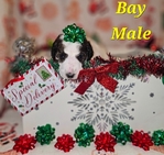 AKC Standard Poodles