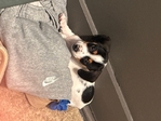 Miniature Daschund