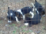 akc beagle puppies