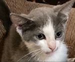 In Silsbee, 4-6 week old kitten