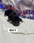 Dachshund/rat terrier