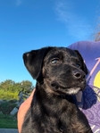 Free puppies for a good home.