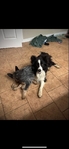 Border Collie Male