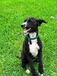 St.Bernard/poodle for free