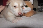 wolf hybrids for sale