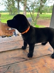 English Black Labrador Puppies Available