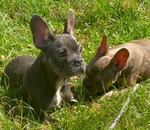 French Bulldogs for sale CHEAP