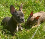 French bulldog for sale