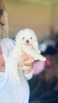 Teacup Poodles & Toy Poodle puppies