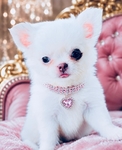 Teacup & Tiny Toy Chihuahua puppies