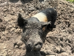 Kune kune pigs