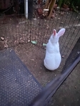 Purebred New Zealand Doe Rabbit
