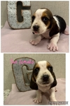 Basset hounds puppies