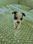 For Sale Parti Yorkies