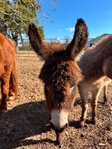 Mini Donkeys