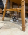🐾 Pedigree Pembroke Welsh Corgi Puppies 🐾