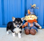 Registered Corgi puppies
