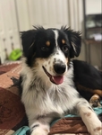Loving Australian Shepherd