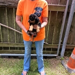 AKC German Rottweiler Puppies