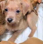 Female and male chiweenie