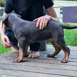 XL bully pup