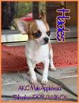 AKC Male Applehead Chihuahuas