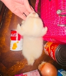 Tiny chihuahua puppies LOOK