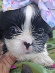 Shih Tzu puppies