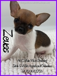 Exquisite AKC Male Applehead Chihuahuas