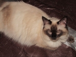 ragdoll kittens for sale