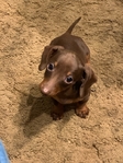 Mini Dachshund pup