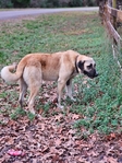 Anatolian Shepherd and German Shepherd mix puppies