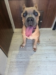 Cane Corso