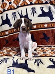 Akc German shorthaired pointer puppies!