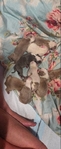 Puppies born on the third