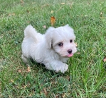 CKC MORKIEPOO PUPS ( MALES )SALE $400.00