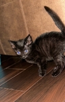 FREE kittens